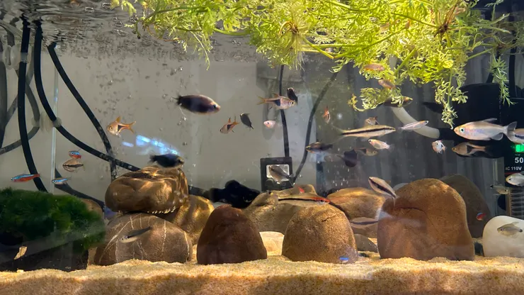 南美燈照射下別有一番風味