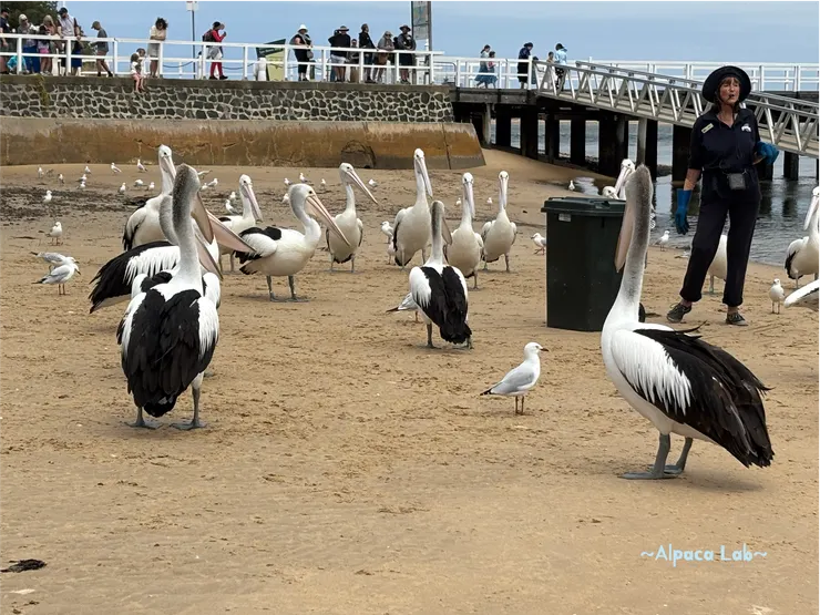 暴風雨前的寧靜,解說員正在介紹他們的餐廳跟附近生態,但鵜鶘好像聽膩了快沒耐心XD