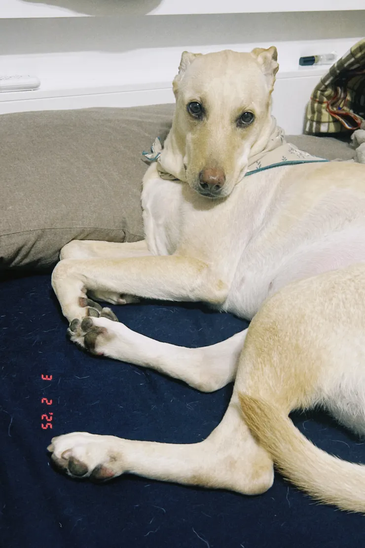 雞蛋這張有名模的FU😆