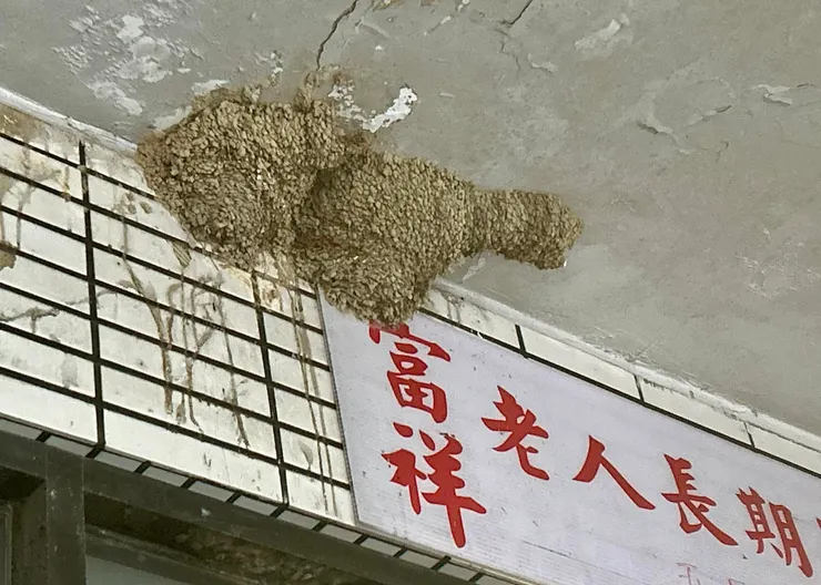 圖06 民宅屋簷下發現東方金腰燕的巢