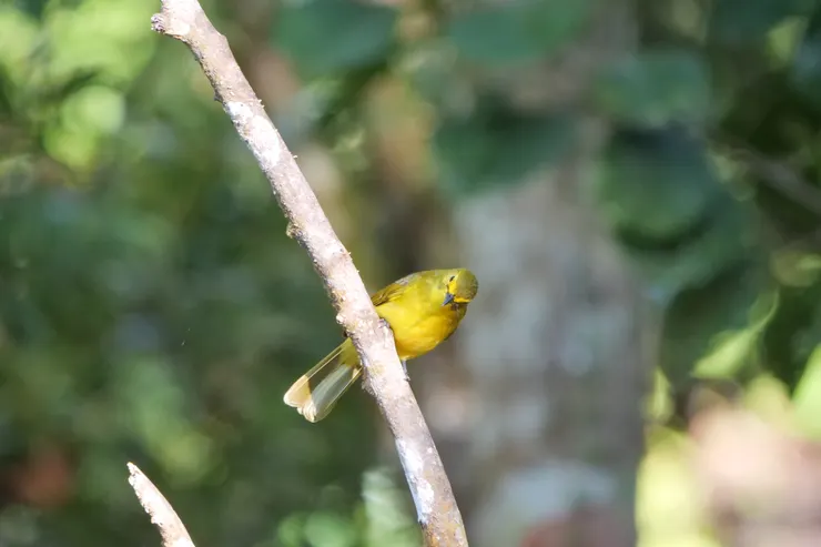 Yellow-browed Bulbul
