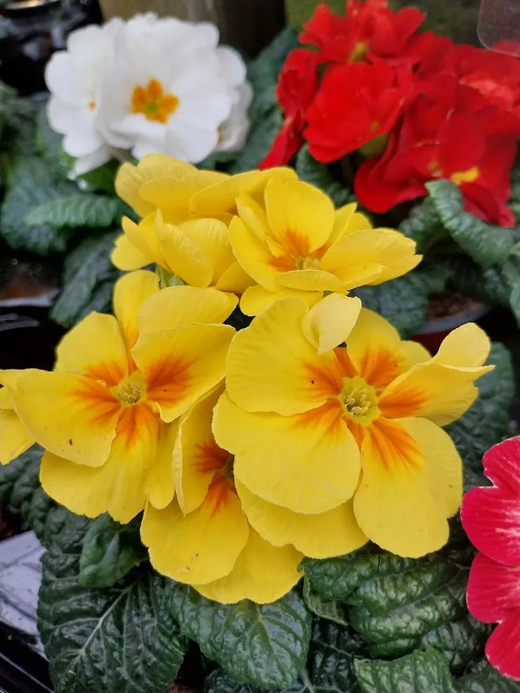 黃色報春花Primula malacoides