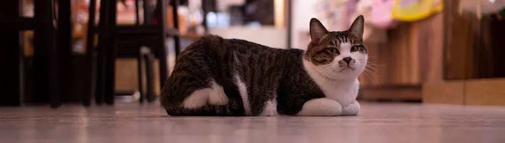 貓心—龔佑霖的沙龍