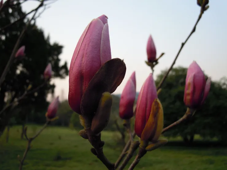 杭州初春木蘭花苞