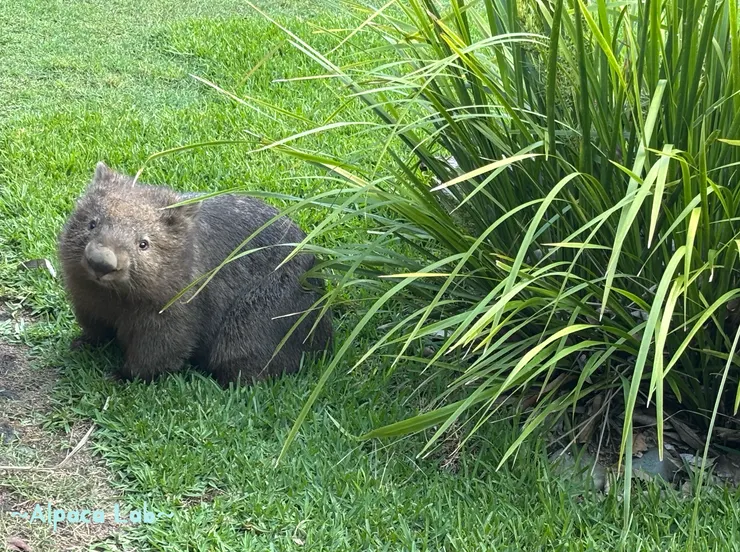 25/11/23，布里斯本Australia Zoo，袋熊回眸～融化啦