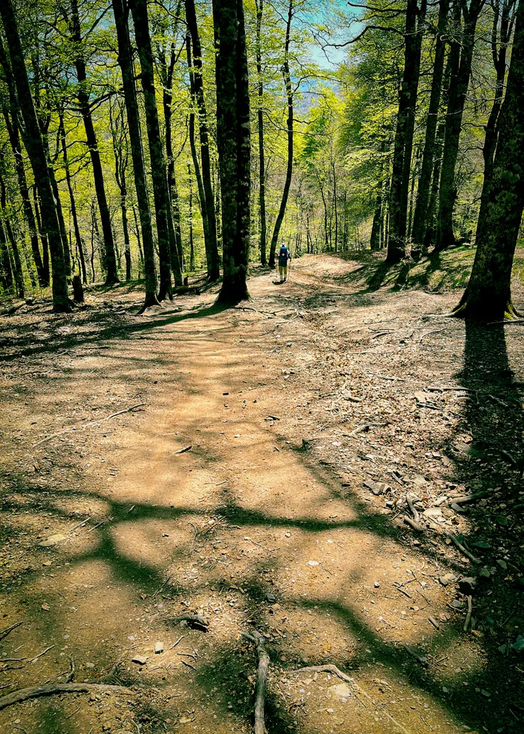 開始進入走到腿軟的下坡森林