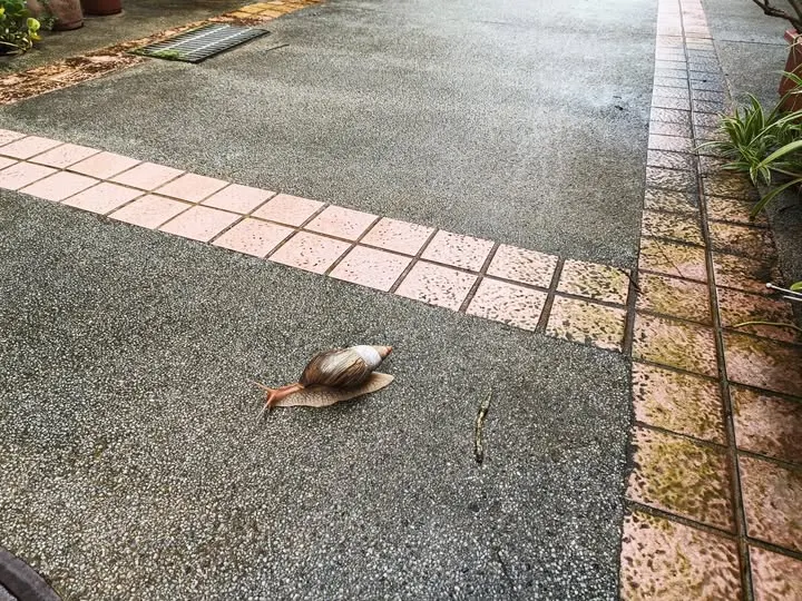 蝸牛背著乘載所有回憶的殼，如影隨形。(作者拍攝)