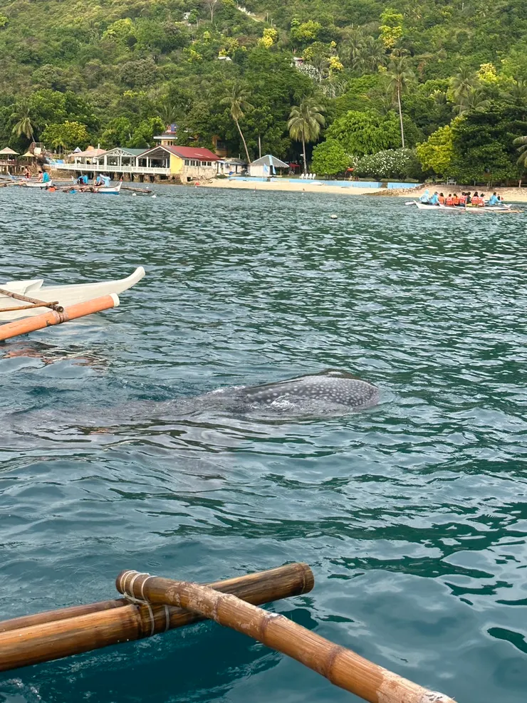 他超級大隻,嘴巴也很大,我們搭小小船到海中間,然後再跳下去浮潛🤿,然後鯨鯊游在我們旁邊,因為我沒有買防水袋裝手機,所以都沒有照片,好可惜~