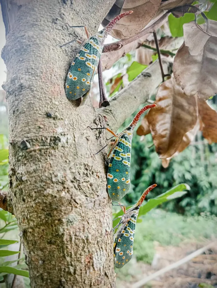 農場上油桐樹上的三隻 蠟蟬/ 麻吉攝影