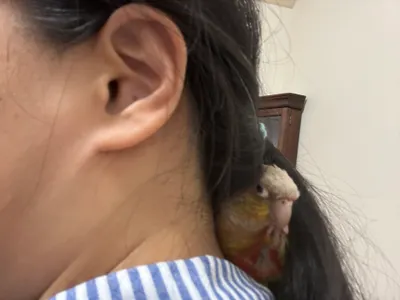 露鳥照