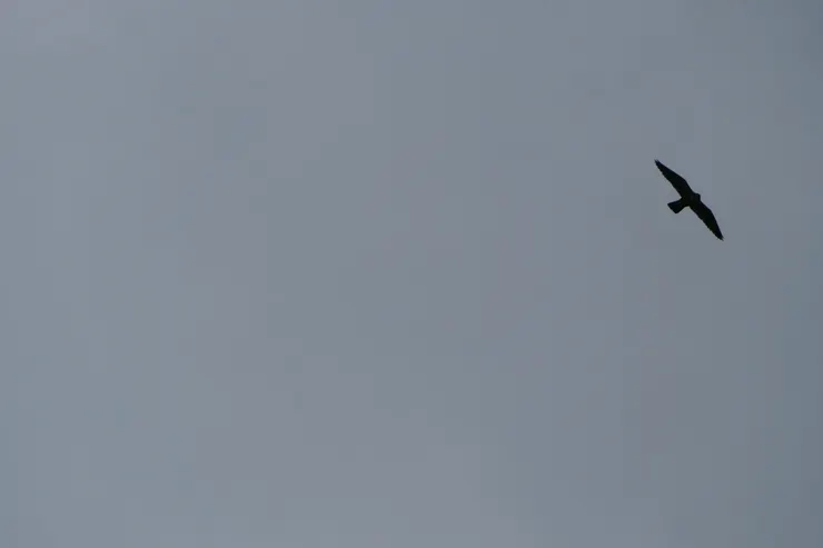 上山也不忘觀鳥，看到一隻Shaheen Falcon