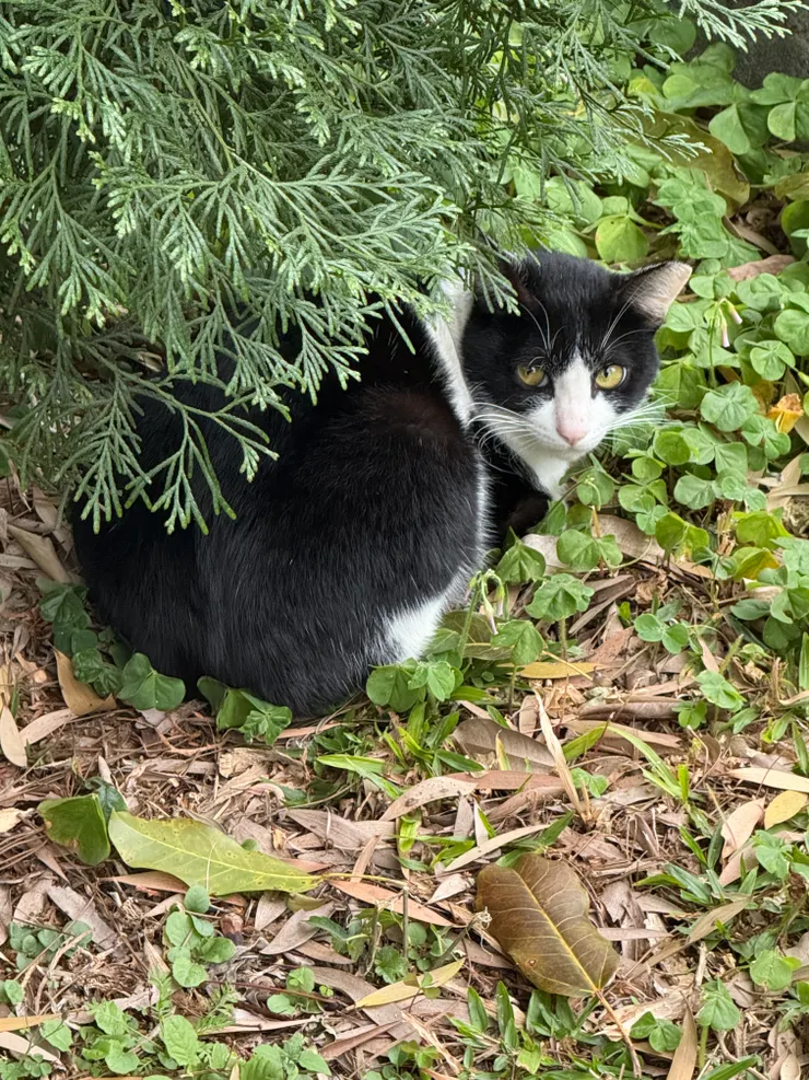 2026/01/19 散步時看到的貓貓