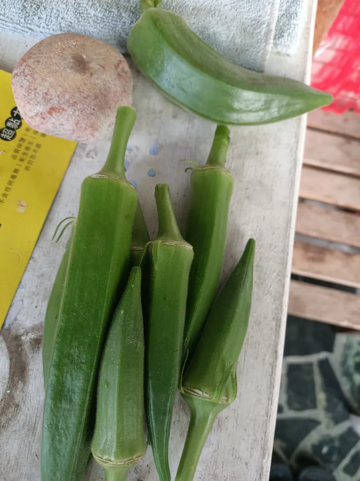 秋葵🤣，沒看到，一下子就會長太老，不能吃了！