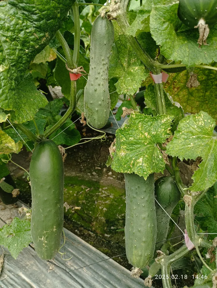 往東港於港西遇大黃瓜，自拍攝