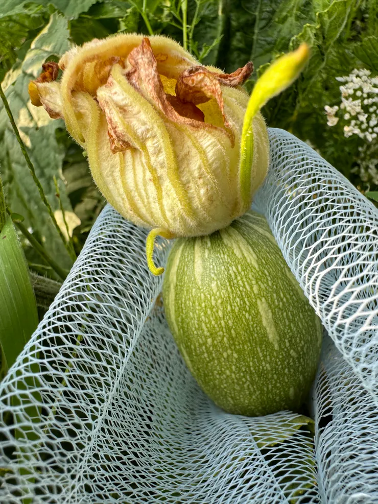 幫南瓜寶寶套上衣服防止被叮咬