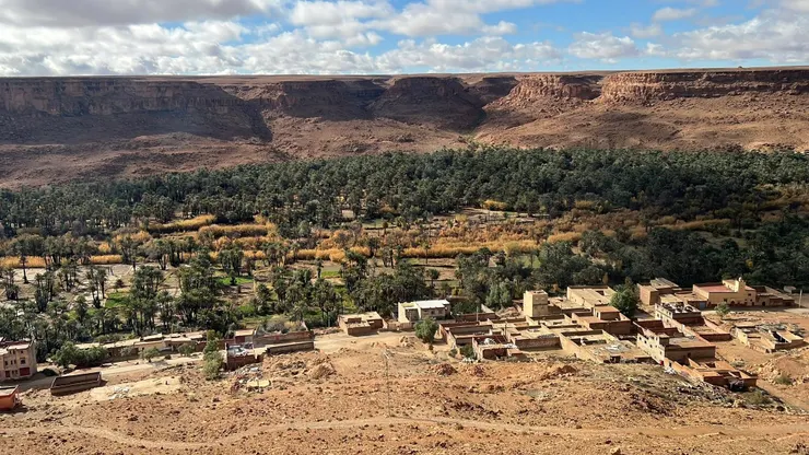 沙漠黃金－椰棗