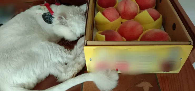 去年蒼太和水蜜桃的合照,到處都能睡,喜歡在顯眼的地方睡覺