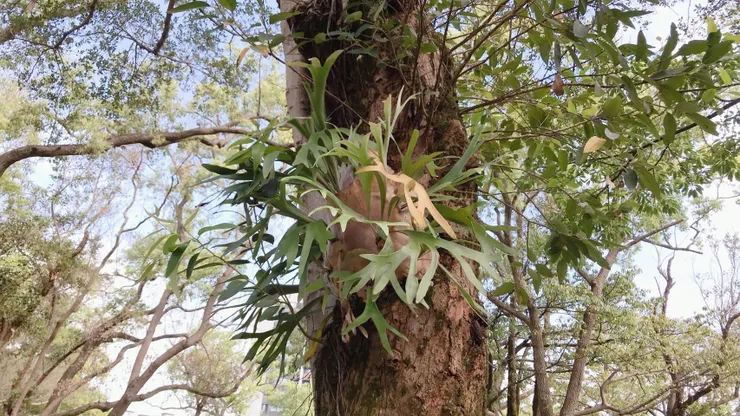 這裡的大樹隨處可見鹿角厥喔