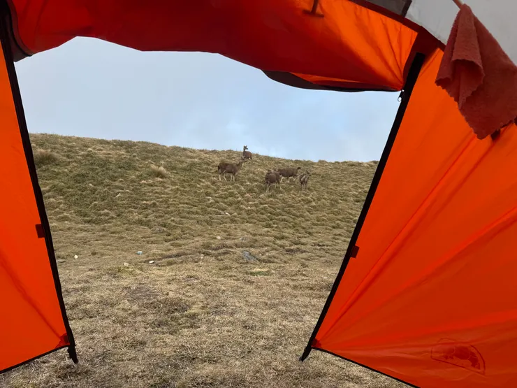 很幸運的紮營於鹿景第一排，從帳篷中就可欣賞神獸。