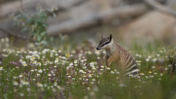 Numbat