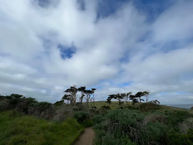 ▲凹下去的地方長了這麼高的幾棵樹, 覺得很稀罕!