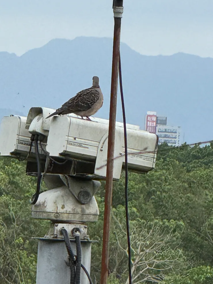 2026/05/03 近看小鳥