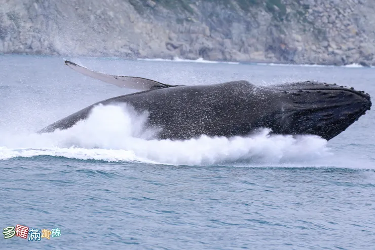 2026 春節大優惠：多羅滿賞鯨＋海洋公園門票 只要999