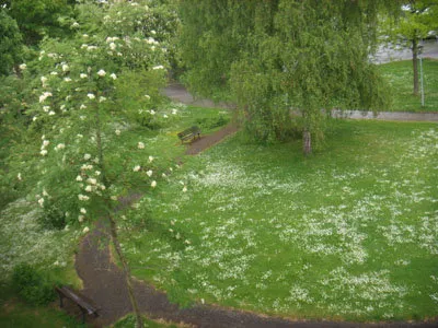 整個羅騰堡的草地都是這般浪漫的美景。