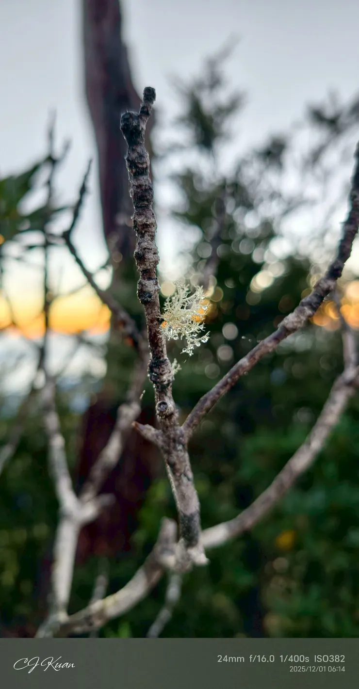晨露，可以很綺麗
