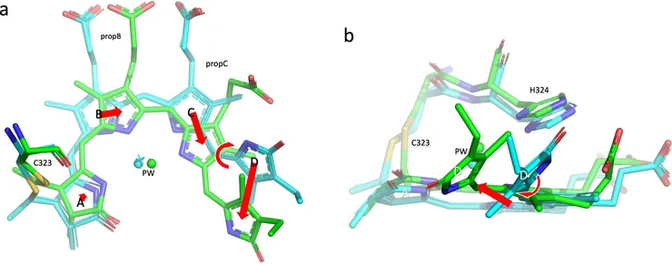 大豆光敏素A的色素分子構形。藍色是Pr綠色是Pfr
