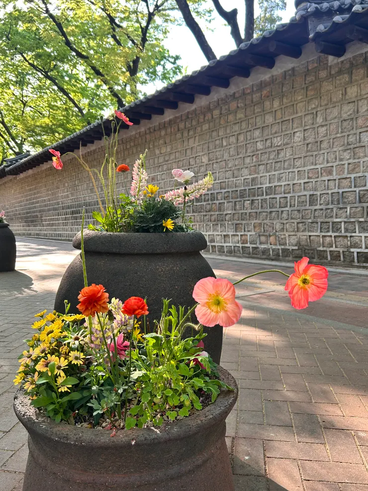 德壽宮石牆路上的花卉盆景