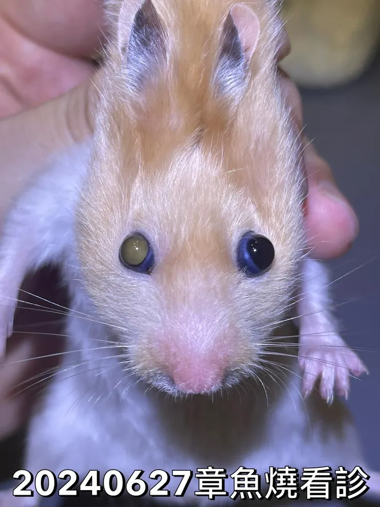 弱小無助的燒燒