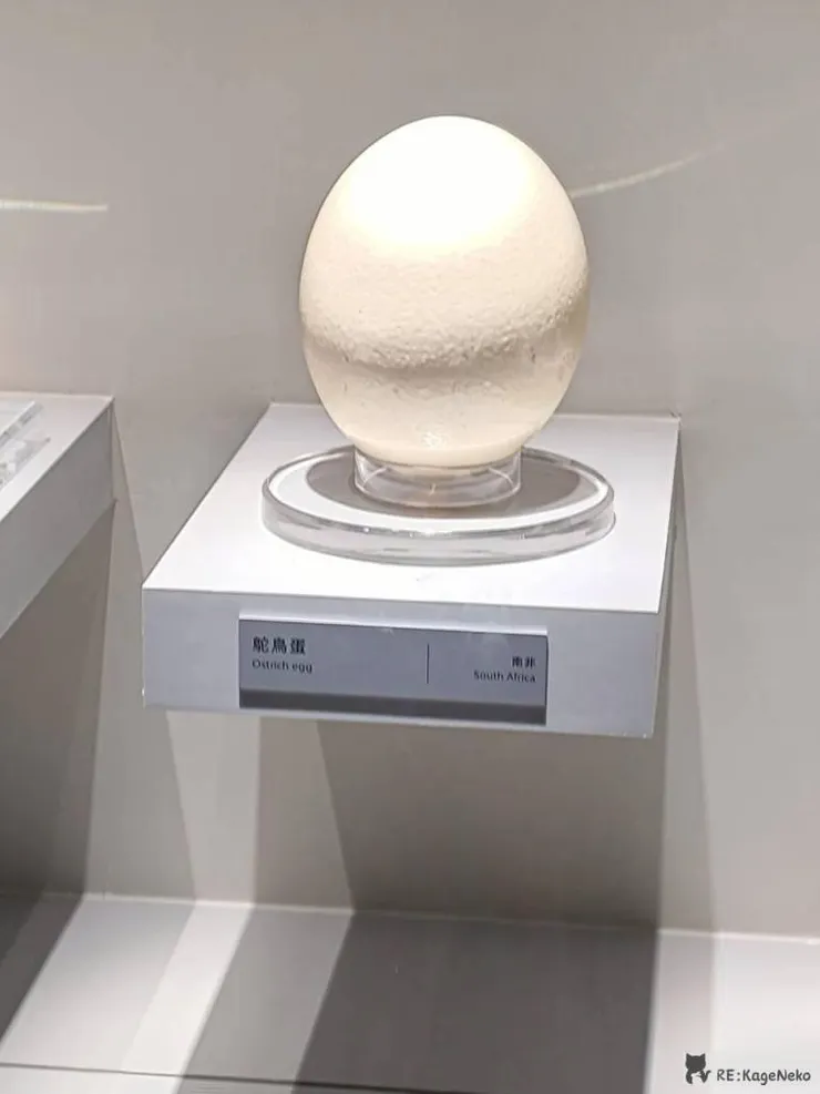 鴕鳥蛋