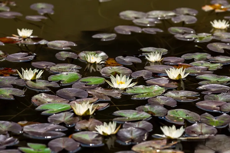 雲南高山湖泊特有野生睡蓮—茈碧花，在上個世紀80年代還是「八月花開雪滿湖」，如今已很難找到野生茈碧花，一度瀕危。