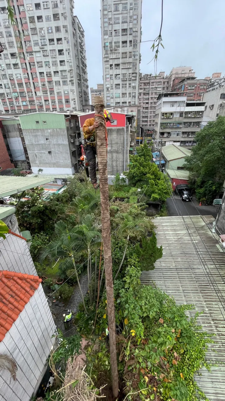 夥伴沒使用馬刺，而是踩扁帶進行移除，這也是一種當沒帶馬刺時的變通方式，效率會慢一點，但依舊能工作。