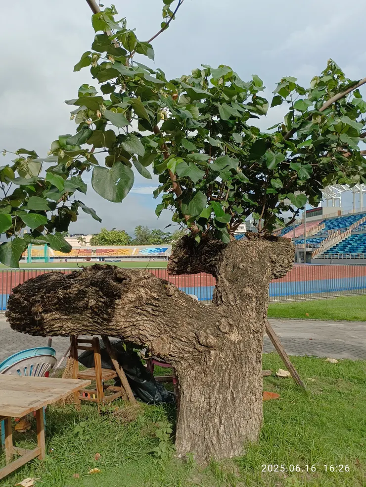 屏東公園百年黃槿，今餘一株就地修翦侷促一方；自拍攝