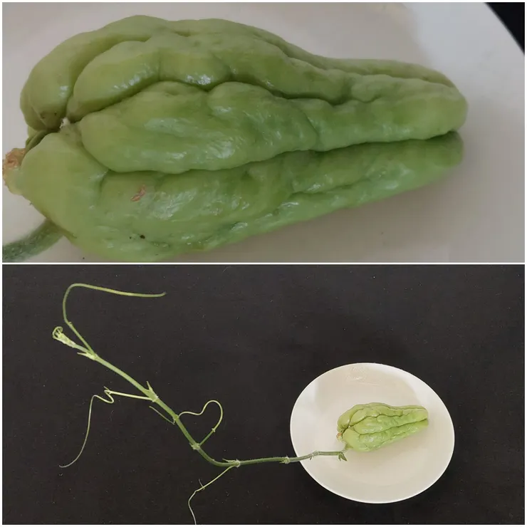 經常被混淆的佛手瓜 表皮光滑的佛手瓜 其實是龍鬚菜的果實，脆而微甜，是可口的蔬菜