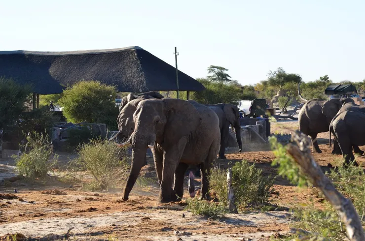 大象隨時穿梭其中