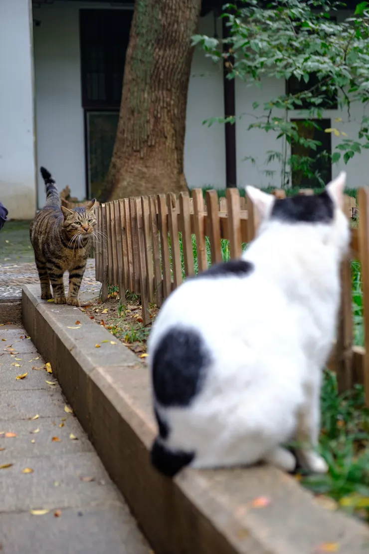 惡勢力來了，看那恰北北的臉