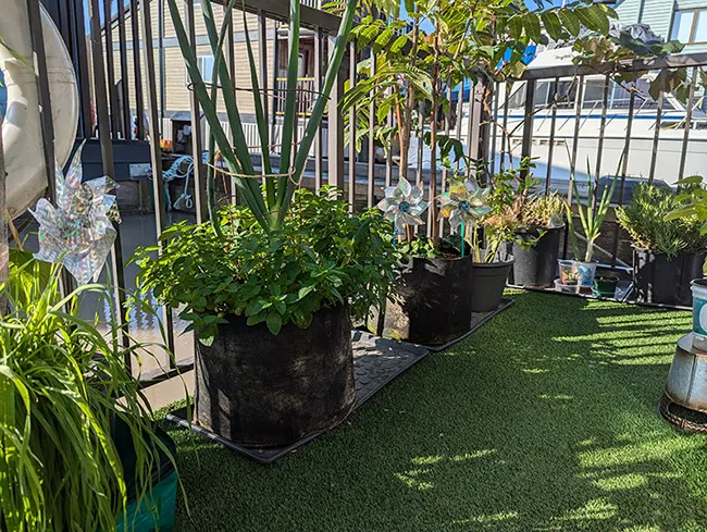 甲板上的盆栽與蔬菜