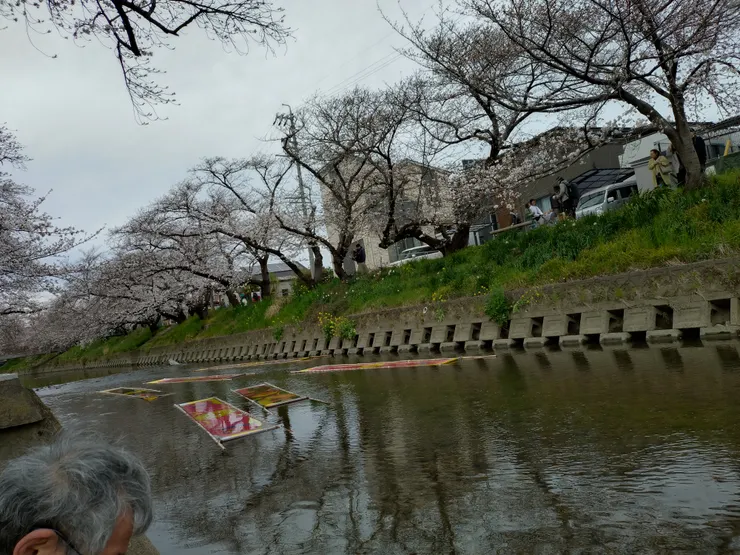 岩倉一公里櫻花樹