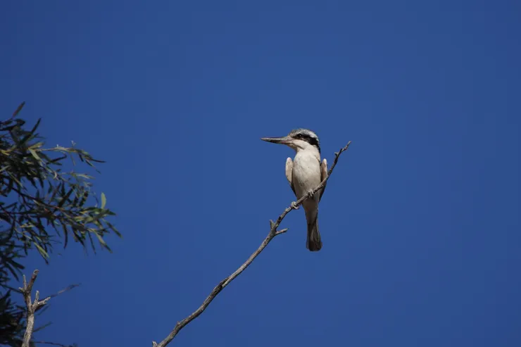 Red back kingfisher 