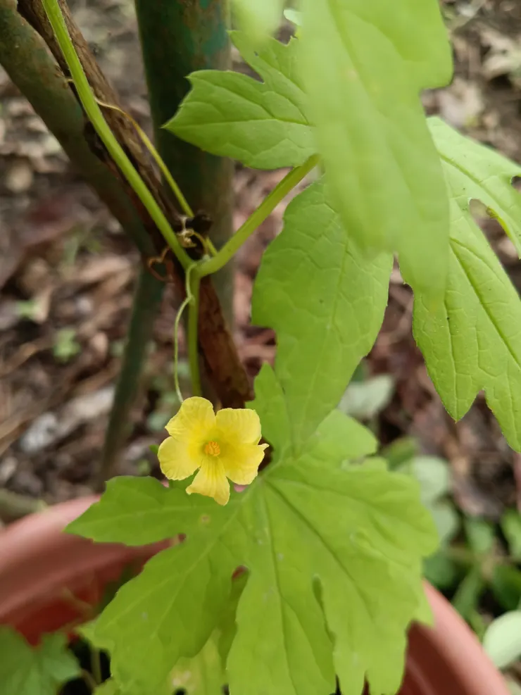 苦瓜黃色花