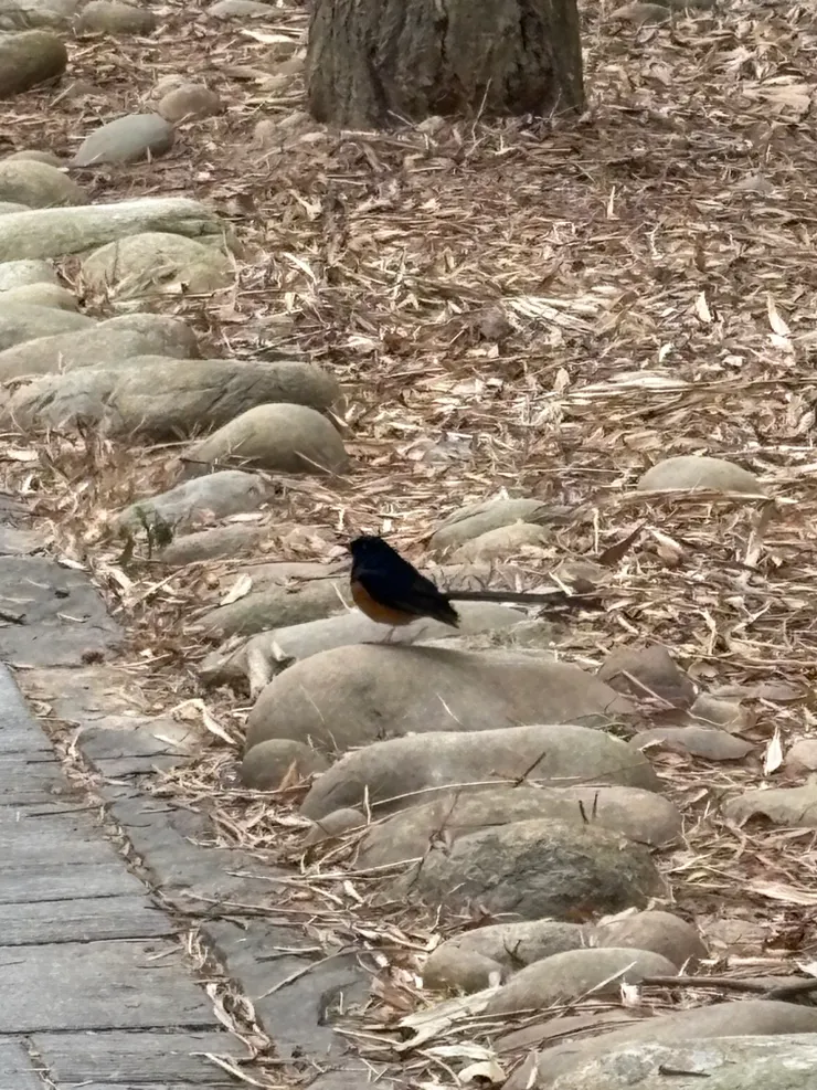 Google說他是白腰鵲鴝