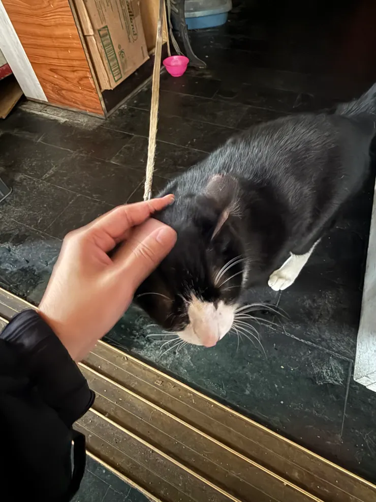 2026/02/02 可以摸的貓