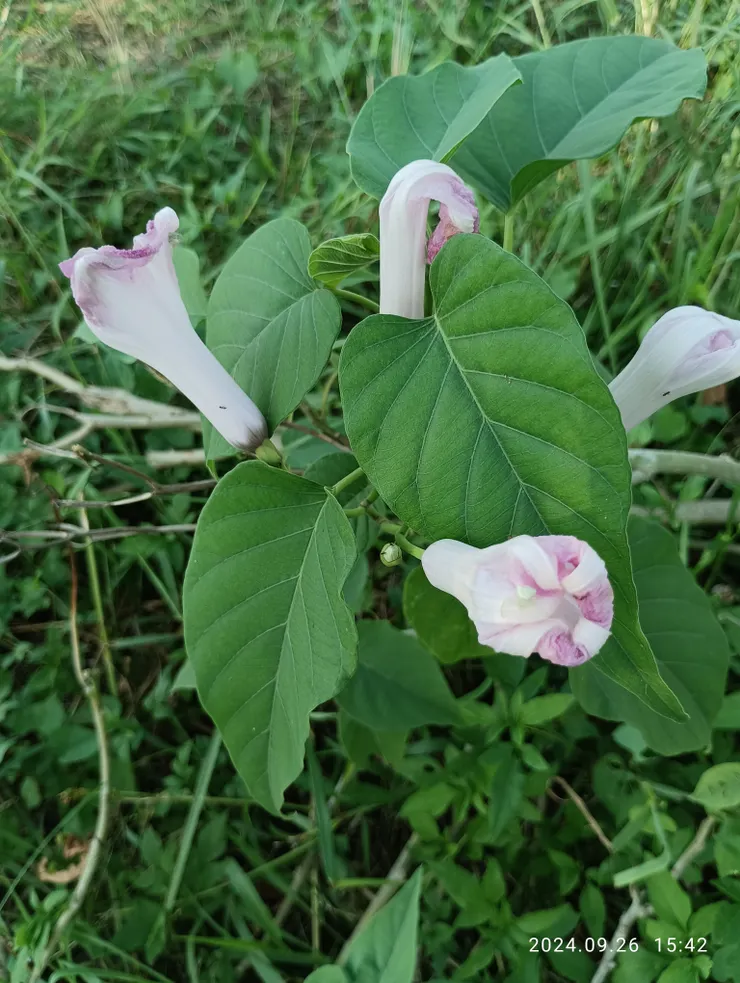 第一回見她於台東市森林公園，於各地也少見竟於堤岸野地再見她~樹牽牛