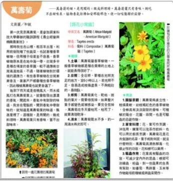 報紙截圖