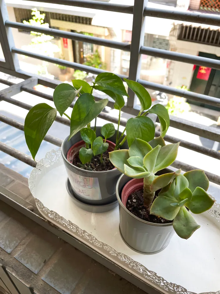 左：葛莉；右：苣苣