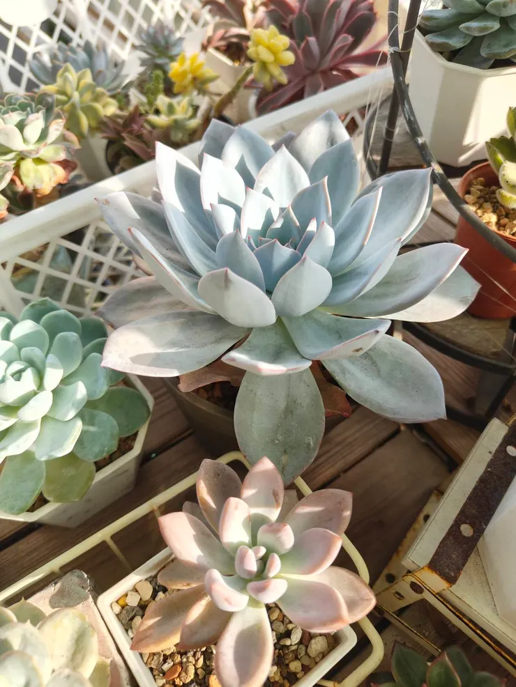 白色戀人(上方植株) 是我最愛的品種之一