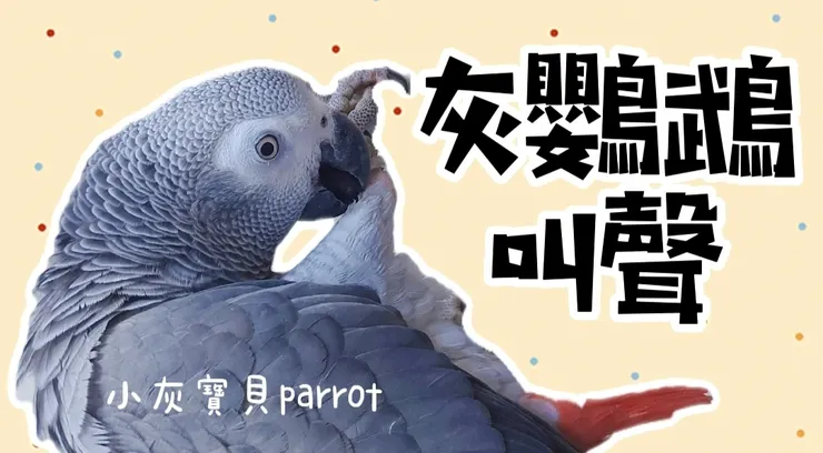 圖片來源：vocus 灰鸚鵡小灰寶貝《灰鸚鵡亂叫的原因是什麼呢》  